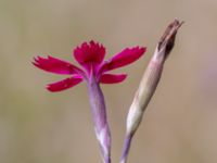 Dianthus deltoides Lagerbrings väg, Lund, Skåne, Sweden 20190712_0053