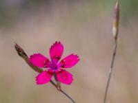 Dianthus deltoides Lagerbrings väg, Lund, Skåne, Sweden 20190712_0057