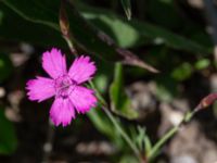 Dianthus deltoides Vanningen, Vellinge, Skåne, Sweden 20240613_0108