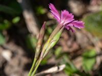 Dianthus deltoides Vanningen, Vellinge, Skåne, Sweden 20240613_0110