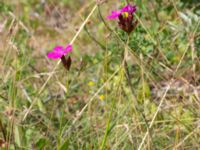 Dianthus giganteiformis Bunkeflodammen, Malmö, Skåne, Sweden 20210704_0056