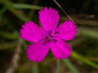 Dianthus giganteiformis Bunkeflodammen, Malmö, Skåne, Sweden 20210704_0058