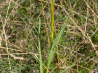 Dianthus giganteiformis Bunkeflodammen, Malmö, Skåne, Sweden 20210704_0062