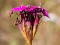 Dianthus giganteiformis Kroksbäcksparken, Malmö, Skåne, Sweden 20220728_0058