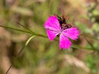 Dianthus giganteiformis Kroksbäcksparken, Malmö, Skåne, Sweden 20220728_0059