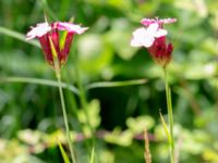 Dianthus giganteiformis Lagerbrings väg, Lund, Skåne, Sweden 20190712_0085