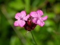 Dianthus giganteiformis Lagerbrings väg, Lund, Skåne, Sweden 20190712_0087