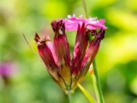 Dianthus giganteiformis Lagerbrings väg, Lund, Skåne, Sweden 20190712_0088