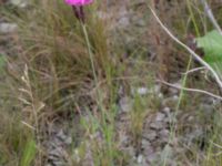 Dianthus giganteiformis Norra hamnen, Malmö, Skåne, Sweden 20210607_0073