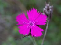 Dianthus giganteiformis Norra hamnen, Malmö, Skåne, Sweden 20210607_0075