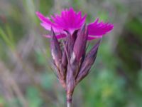 Dianthus giganteiformis Norra hamnen, Malmö, Skåne, Sweden 20210607_0076