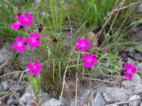 Dianthus giganteiformis Norra hamnen, Malmö, Skåne, Sweden 20210607_0078