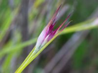 Dianthus giganteiformis Vanningen, Vellinge, Skåne, Sweden 20230615_0121