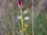 Dianthus sp. Vanningen, Vellinge, Skåne, Sweden 20230615_0119