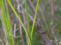 Dianthus sp. Vanningen, Vellinge, Skåne, Sweden 20230615_0122