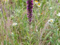 Pontechium maculatum Vanningen, Vellinge, Skåne, Sweden 20230615_0115