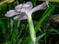 Dianthus gratianopolitanus Ärtholmsvägen, Malmö, Skåne, Sweden 20230912_0008