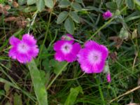 Dianthus gratianopolitanus Ärtholmsvägen, Malmö, Skåne, Sweden 20230912_0027