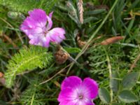 Dianthus gratianopolitanus Ärtholmsvägen, Malmö, Skåne, Sweden 20230912_0028