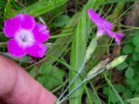 Dianthus gratianopolitanus Ärtholmsvägen, Malmö, Skåne, Sweden 20230912_0029