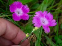 Dianthus gratianopolitanus Ärtholmsvägen, Malmö, Skåne, Sweden 20230912_0030