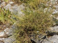 Dianthus integer Botanical Garden Biokovo, Kotinica, Tucepi, Croatia 20170804_1732