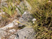 Dianthus integer Botanical Garden Biokovo, Kotinica, Tucepi, Croatia 20170804_1733