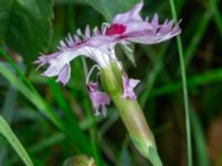 Dianthus plumarius Ärtholmsvägen, Malmö, Skåne, Sweden 20230912_0016