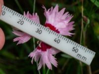 Dianthus plumarius Ärtholmsvägen, Malmö, Skåne, Sweden 20230912_0017