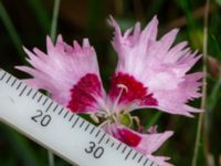 Dianthus plumarius Ärtholmsvägen, Malmö, Skåne, Sweden 20230912_0018