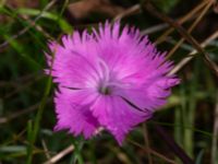 Dianthus plumarius Ärtholmsvägen, Malmö, Skåne, Sweden 20230912_0023