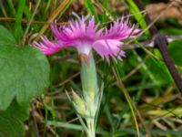 Dianthus plumarius Ärtholmsvägen, Malmö, Skåne, Sweden 20230912_0024