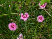 Dianthus plumarius Ärtholmsvägen, Malmö, Skåne, Sweden 20230912_0026