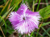 Dianthus plumarius Ärtholmsvägen, Malmö, Skåne, Sweden 20230912_0036