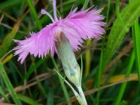 Dianthus plumarius Ärtholmsvägen, Malmö, Skåne, Sweden 20230912_0037