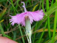 Dianthus plumarius Ärtholmsvägen, Malmö, Skåne, Sweden 20230912_0038