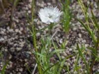 Dianthus plumarius Ruderatyta Marsgatan, Malmö, Skåne, Sweden 20220706_0013