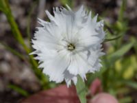 Dianthus plumarius Ruderatyta Marsgatan, Malmö, Skåne, Sweden 20220706_0014