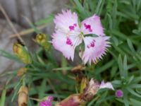 Dianthus plumarius Scaniaparken, Malmö, Skåne, Sweden 20240629_0022