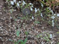 Gypsophila elegans Ärtholmsvägen, Malmö, Skåne, Sweden 20180811_0003