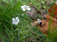 Gypsophila elegans Holmastigen, Malmö, Skåne, Sweden 20191003_0027