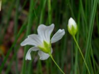 Gypsophila elegans Holmastigen, Malmö, Skåne, Sweden 20191003_0028