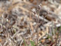 Gypsophila fastigiata Dröstorps alvar, Mörbylånga, Öland, Sweden 20180810_0059