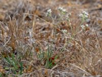 Gypsophila fastigiata Dröstorps alvar, Mörbylånga, Öland, Sweden 20180810_0063