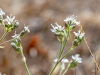 Gypsophila fastigiata Dröstorps alvar, Mörbylånga, Öland, Sweden 20180810_0065