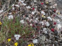 Gypsophila fastigiata Gynge alvar, Mörbylånga, Öland, Sweden 20150606_0120