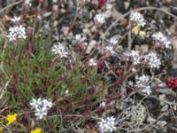 Gypsophila fastigiata Gynge alvar, Mörbylånga, Öland, Sweden 20150606_0121