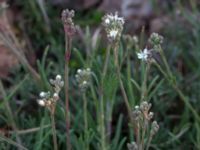 Gypsophila fastigiata Mysinge alvar, Mörbylånga, Öland, Sweden 20150605_0279