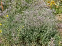 Gypsophila paniculata Östra varvsgatan, Malmö, Skåne, Sweden 20160725_0048