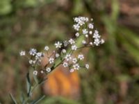 Gypsophila paniculata Östra varvsgatan, Malmö, Skåne, Sweden 20160725_0050